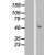 Western Blot: Cytokeratin 15 Lysate [NBL1-12382] - Western Blot experiments.  Left-Control; Right -Over-expression Lysate for KRT15.